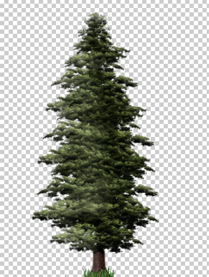 Pine Tree Fir PNG, Clipart, Biome, Christmas Decoration, Christmas Ornament, Christmas Tree, Conifer Free PNG Download