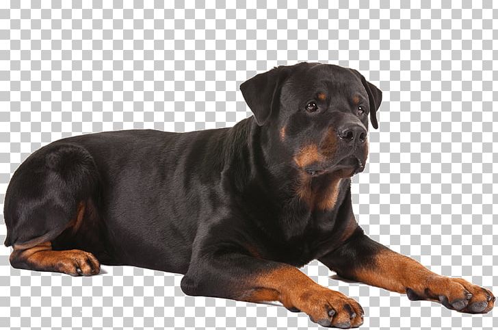 Rottweiler Puppy German Shepherd Dog Breed Old English Sheepdog PNG, Clipart, American Kennel Club, Animal, Animals, Breed, Carnivoran Free PNG Download
