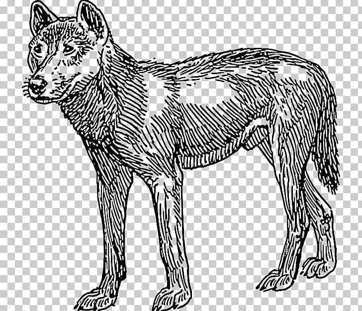 Dingo Dog PNG, Clipart, Animal Figure, Animals, Art, Big Cats, Black And White Free PNG Download