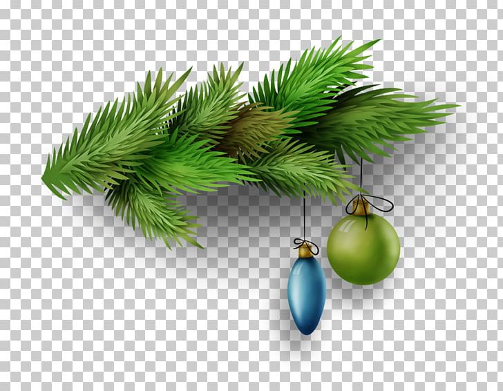 Fir Conifers Evergreen Pine Tree PNG, Clipart, Branch, Branching, Christmas, Christmas Ornament, Conifer Free PNG Download