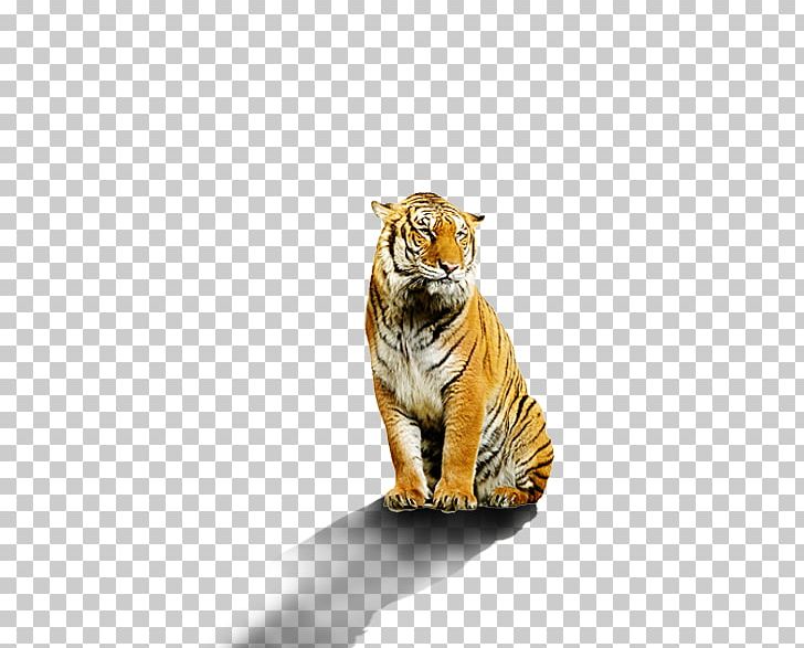 Bengal Tiger Stock Photography White Tiger PNG, Clipart, Animal, Animals, Bengal Tiger, Big Cats, Carnivoran Free PNG Download
