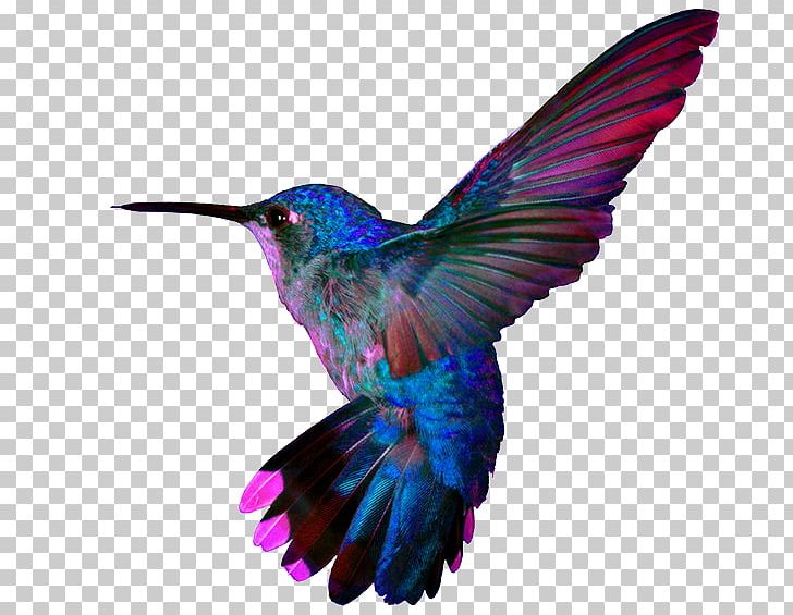 Super Hummingbirds Pillow Google Hummingbird PNG, Clipart, Animals, Beak, Bird, Child, Feather Free PNG Download