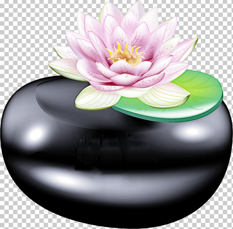Lotus Flower PNG, Clipart, Lotus Flower, Petal Free PNG Download