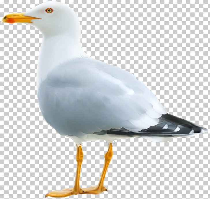 Gulls PNG, Clipart, Animals, Beak, Bird, Charadriiformes, Desktop Wallpaper Free PNG Download