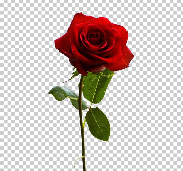 John J Ferry & Sons Funeral Home The Best Of Roses St. Stephen Flower PNG, Clipart, Best Of Roses, Cut Flowers, Death, Floral Design, Floribunda Free PNG Download