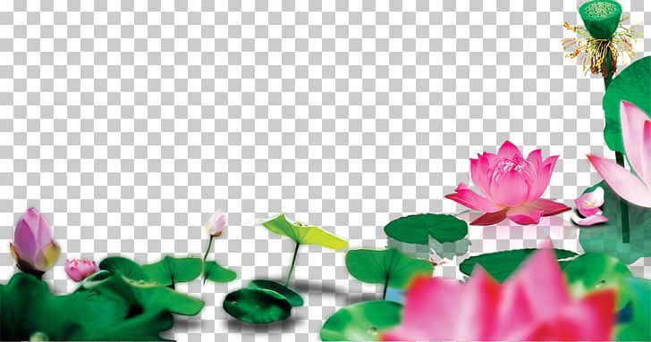 Lotus Pond Nelumbo Nucifera PNG, Clipart, Autumn Leaf, Botany, Computer Wallpaper, Download, Flora Free PNG Download