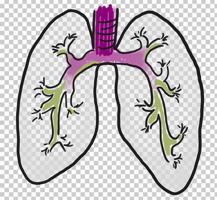 Mucokinetics Cough Medicine Pharmaceutical Drug Guaifenesin Sputum PNG, Clipart, Area, Art, Chlorphenamine, Common Cold, Cough Free PNG Download