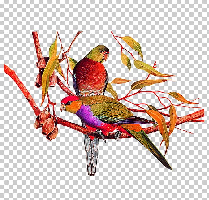 Bird Amazon Parrot Painting PNG, Clipart, Animals, Art, Artist, Beak, Birds Free PNG Download