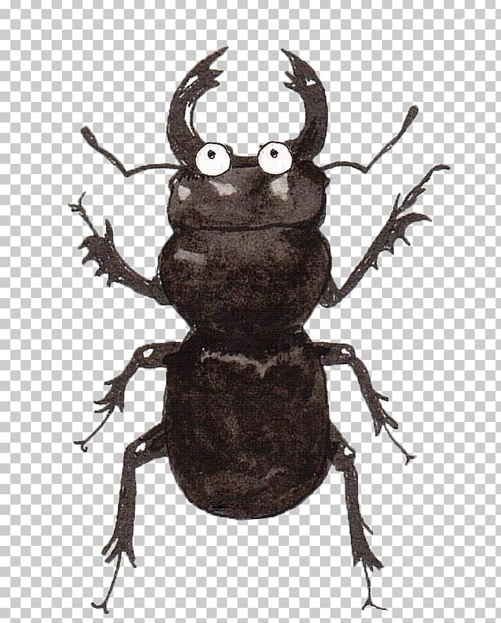 Japanese Rhinoceros Beetle Holarctic Pterostichus Elytron PNG, Clipart, Amphibian, Animals, Arthropod, Beetle, Biology Free PNG Download
