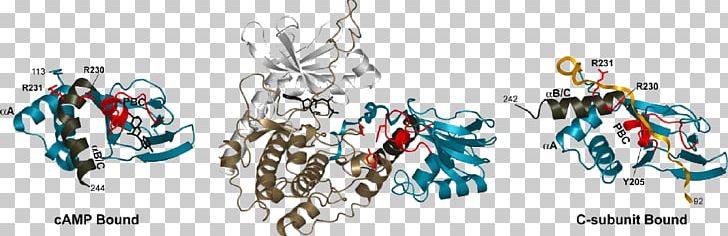 Protein Kinase A Protein Subunit Ligand Molecular Binding PNG, Clipart, Binding Site, Body Jewelry, Catalysis, Conformational Isomerism, Dissociation Constant Free PNG Download