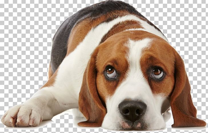 What Is My Dog Thinking? Beagle Puppy Pet Dog Training PNG, Clipart, Animals, Animal Shelter, Carnivoran, Companion Dog, Dog Bath Free PNG Download