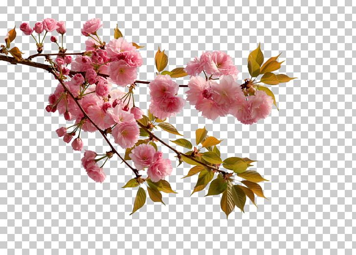 China Cherry Blossom Flower Peach PNG, Clipart, Apricot, Blossom, Blossoms, Branch, Cerasus Serrulata Free PNG Download