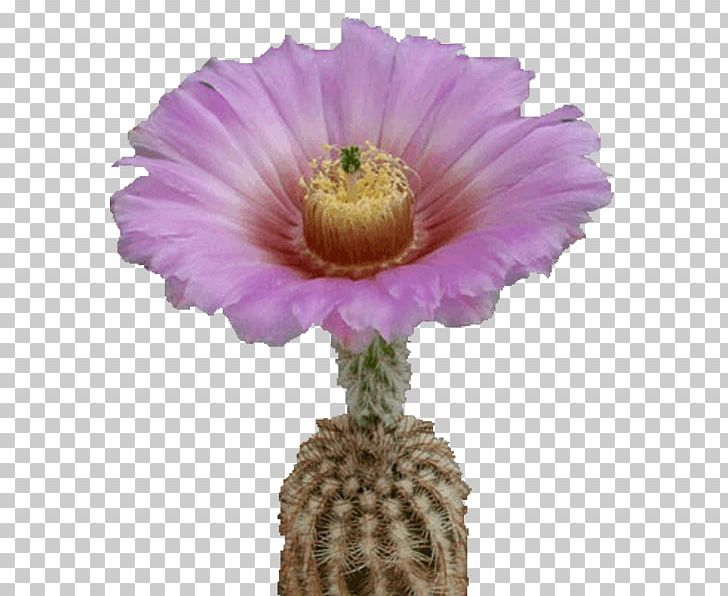 Hedgehog Cacti Cactus Flowers Plant Echinocereus PNG, Clipart, Annual Plant, Aster, Beach Rose, Cactaceae, Cactus Free PNG Download