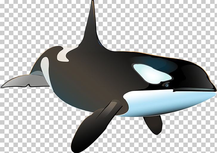 Killer Whale Porpoise Shark Dolphin PNG, Clipart, Animal, Animals, Cetacea, Dolphin, Fin Free PNG Download