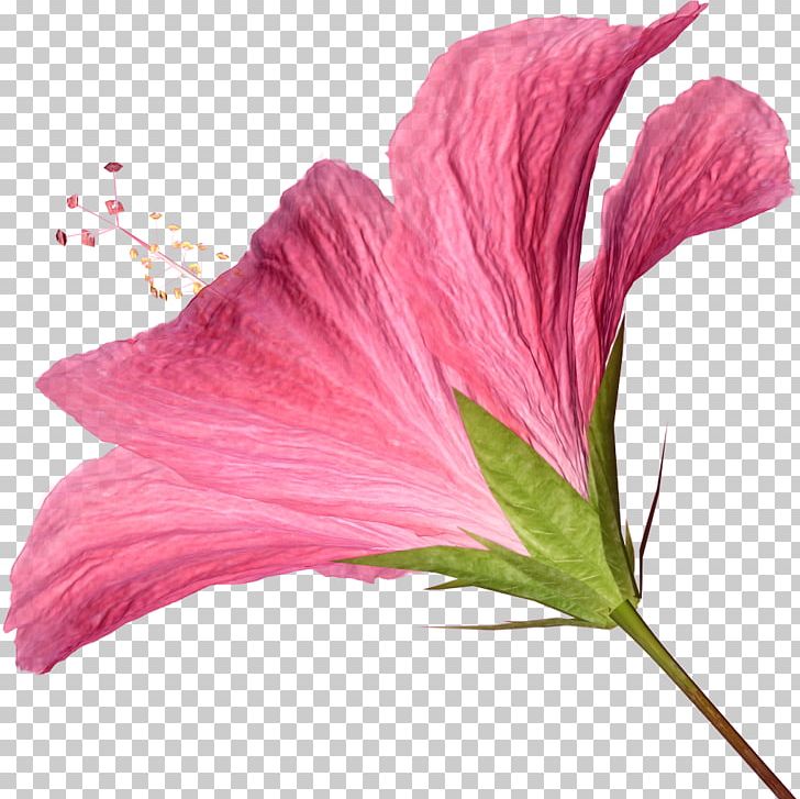 Pink Flowers Computer Icons PNG, Clipart, Clip Art, Computer Icons, Flower, Flowering Plant, Flowers Free PNG Download