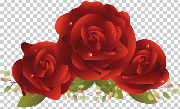 Rose Red PNG, Clipart, Birthday, Cut Flowers, Download, Floral Design, Floribunda Free PNG Download