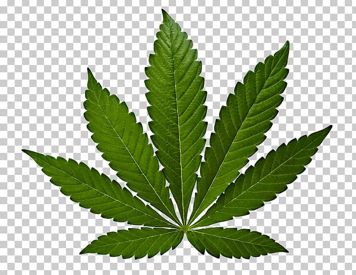 Cannabis Sativa Marijuana Hemp Leaf PNG, Clipart, 420 Day, Cannabis, Cannabis Cultivation, Cannabis Sativa, Cannabis Use Disorder Free PNG Download