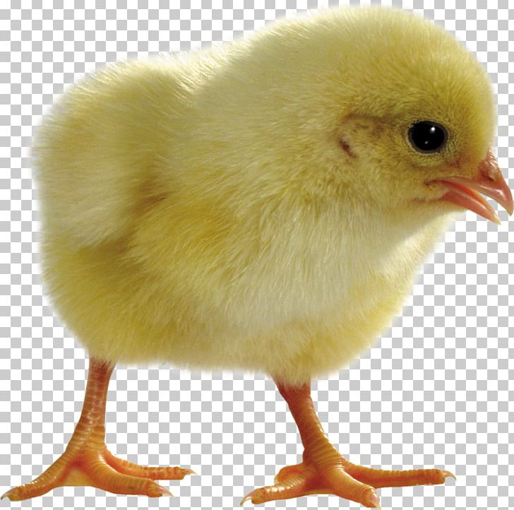 Chicken Salted Duck Egg Light Incubator PNG, Clipart, Animals, Aves, Beak, Bird, Boiled Egg Free PNG Download