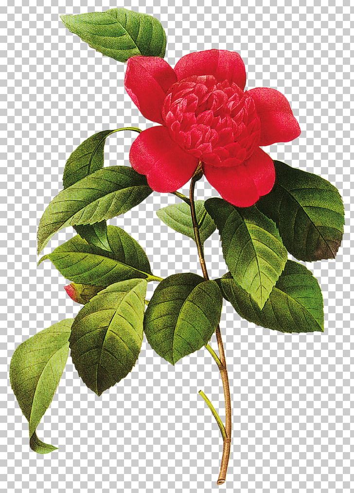 Choix Des Plus Belles Fleurs Flowers Rose Japanese Camellia Printmaking PNG, Clipart, Art, Belles, Botanical Illustration, Botany, Branch Free PNG Download