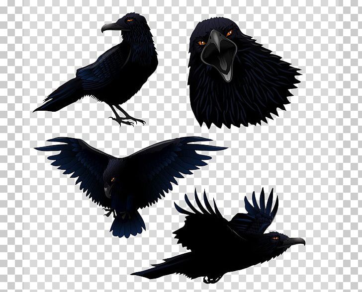 Common Raven Bird PNG, Clipart, American Crow, Animals, Background Black, Beak, Black Free PNG Download