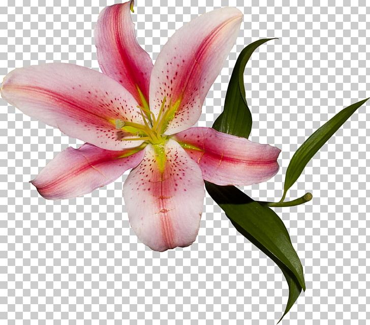 Cut Flowers Plant Liliaceae Lilium PNG, Clipart, Art, Bud, Closeup, Cut Flowers, Elements Free PNG Download