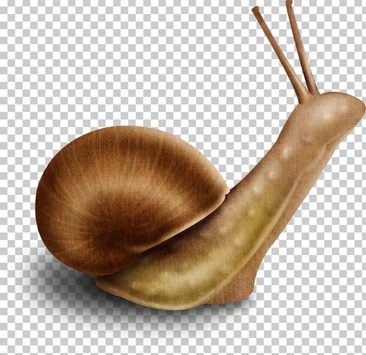 Escargot Drawing CorelDRAW Snail PNG, Clipart, Coreldraw, Drawing, Escargot, Invertebrate, Miscellaneous Free PNG Download