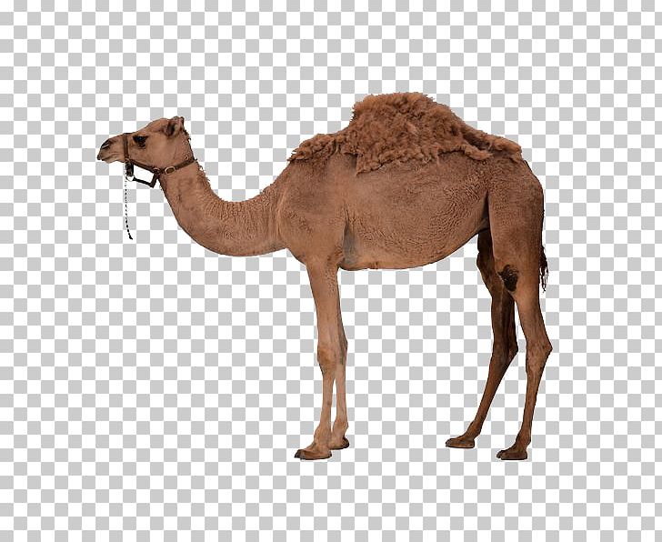 Dromedary Bactrian Camel PNG, Clipart, Animals, Arabian Camel, Camel, Camel Cartoon, Camel Like Mammal Free PNG Download