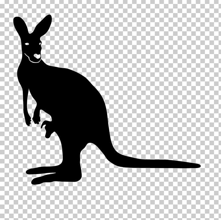 Whiskers Kangaroo Australia Mammal PNG, Clipart, Animal, Animals, Australia, Avustralya, Black And White Free PNG Download
