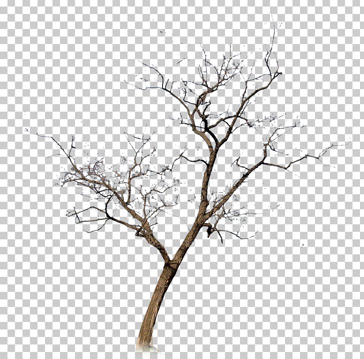Withered PNG, Clipart, Autumn Leaf, Autumn Tree, Branch, Design, Encapsulated Postscript Free PNG Download