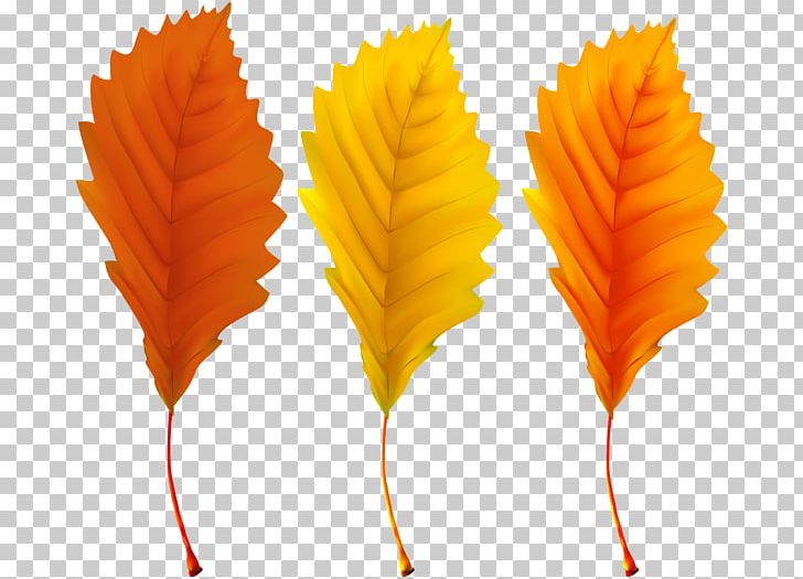 Encapsulated PostScript PNG, Clipart, Autumn, Autumn Leaf Color, Color, Download, Encapsulated Postscript Free PNG Download