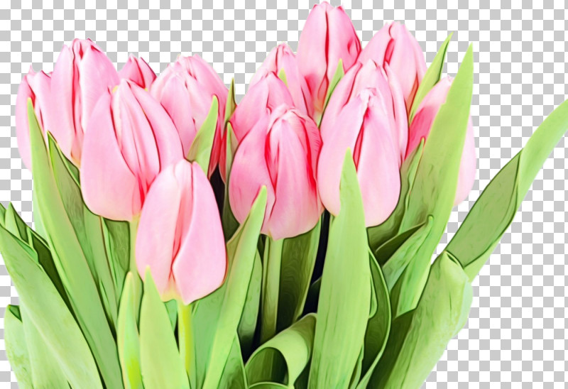 Flower Petal Tulip Plant Lady Tulip PNG, Clipart, Bud, Cut Flowers, Flower, Lady Tulip, Lily Family Free PNG Download