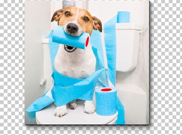 Dog Pet Sitting Puppy Diarrhea PNG, Clipart, Animals, Bathroom, Carnivoran, Child, Companion Dog Free PNG Download