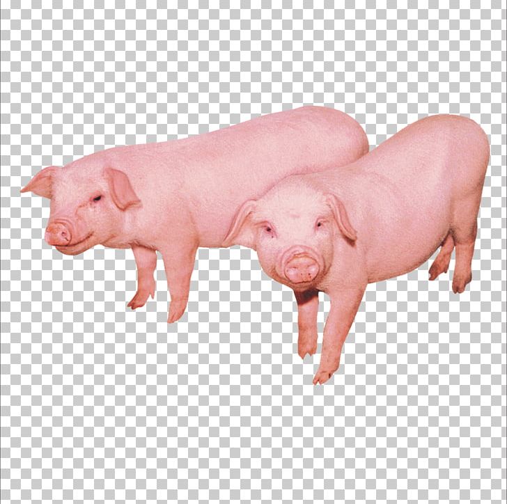Domestic Pig Cattle Sheep Chicken Duck PNG, Clipart, Animals, Animal Slaughter, Domestic Goose, Fat Pig, Flying Pig Free PNG Download