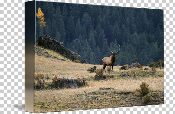 Elk Ecosystem Ranch Fauna National Park PNG, Clipart, Deer, Ecosystem, Elk, Fauna, Grass Free PNG Download