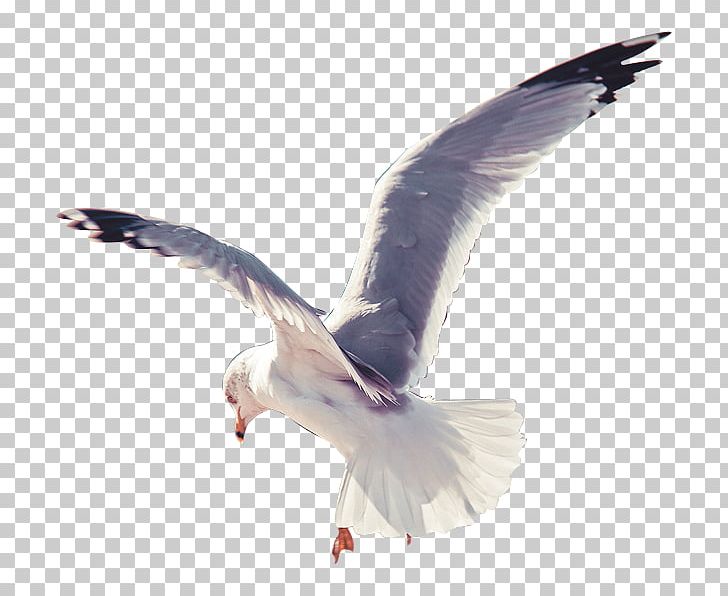 European Herring Gull Bird Domestic Pigeon PNG, Clipart, Animal, Animals, Beak, Bird, Charadriiformes Free PNG Download