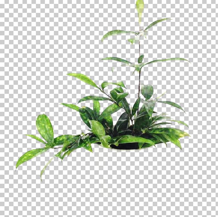 Leaf Flowerpot Houseplant Plant Stem Tree PNG, Clipart, Dracaena, Flowerpot, Herb, Houseplant, Leaf Free PNG Download