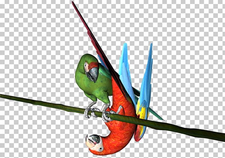 Macaw Parakeet Beak Feather Wing PNG, Clipart, Animals, Beak, Bird, Common Pet Parakeet, Feather Free PNG Download