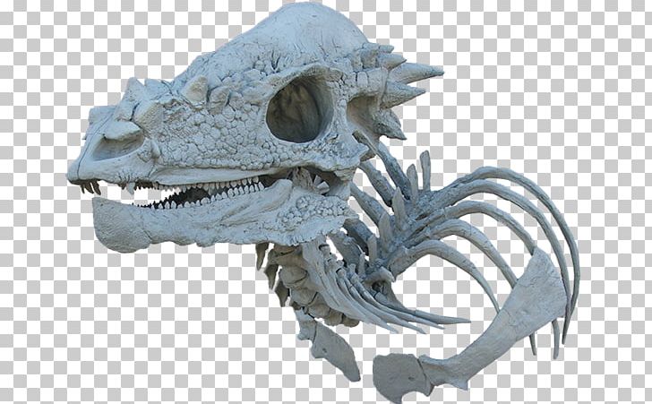 Pachycephalosaurus Triceratops Tyrannosaurus Dinosaur Pachycephalosauria PNG, Clipart, Ark Survival Evolved, Brain, Bust, Ceratosaurus, Dinosaur Free PNG Download