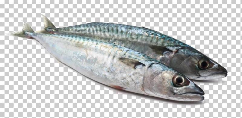 Fish Fish Fish Products Oily Fish Herring PNG, Clipart, Albacore Fish, Anchovy, Atlantic Spanish Mackerel, Bonyfish, Capelin Free PNG Download