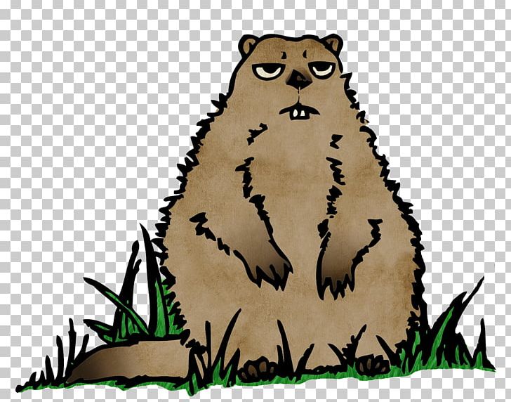 Cat Beaver Mammal Bear Whiskers PNG, Clipart, Animal, Animals, Beak, Bear, Beaver Free PNG Download