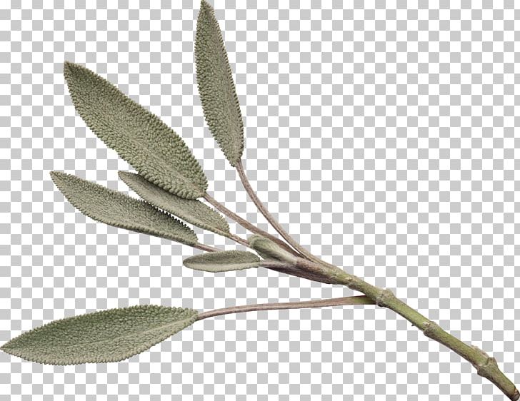 Food Herb Oil PNG, Clipart, Branch, Common Sage, Food, Gum, Herb Free PNG Download