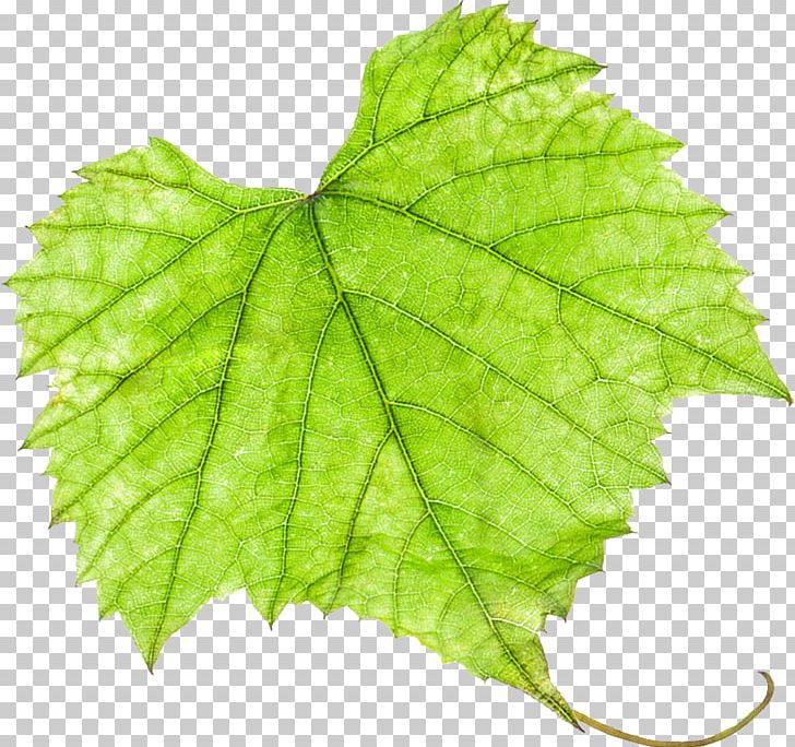Grape Leaves Grapevines PNG, Clipart, Art, Deviantart, Fruit Nut, Grape, Grape Leaves Free PNG Download