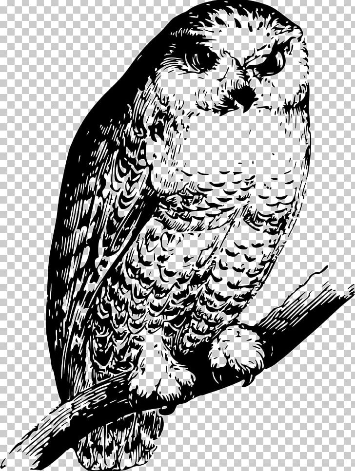 Owl Bird Beak Drawing Parrot PNG, Clipart, Animals, Art, Beak, Bird, Bird Of Prey Free PNG Download