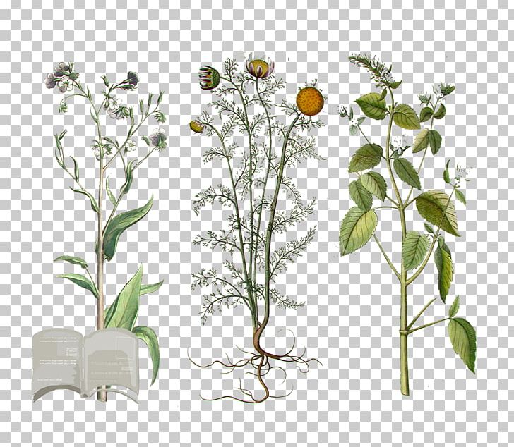 Pianta Officinale Medicinal Plants Pianta Aromatica List Of Macerated Oils PNG, Clipart, Birch, Botany, Branch, Conifers, Flora Free PNG Download