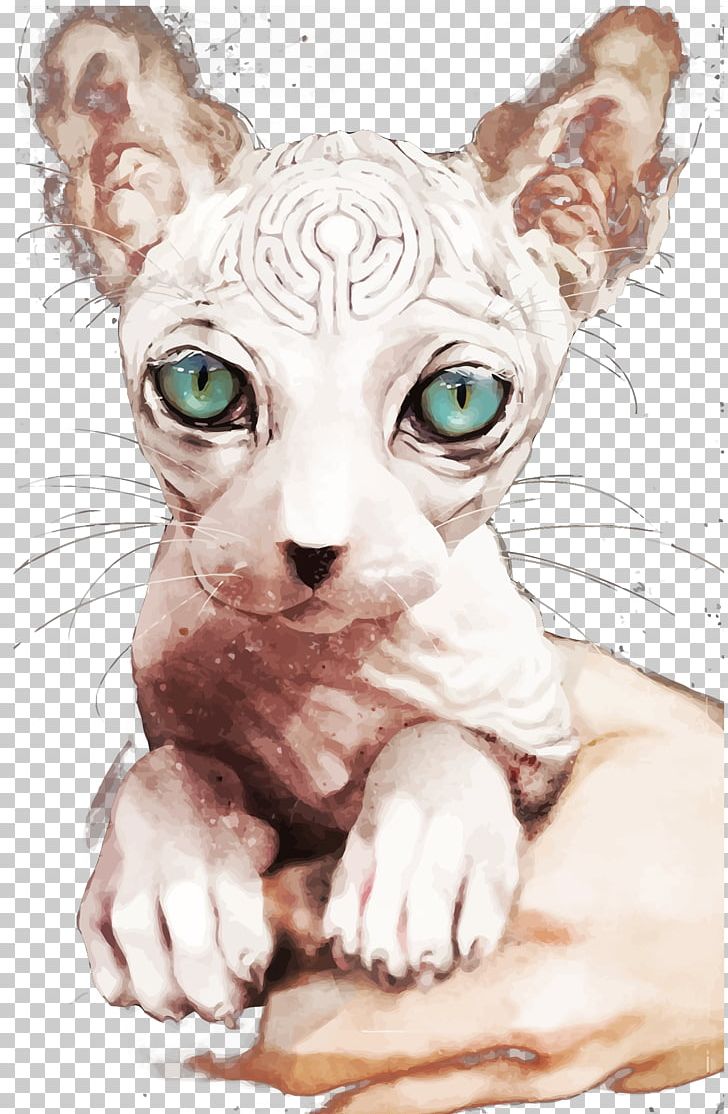 Sphynx Cat Donskoy Cat Ukrainian Levkoy Peterbald American Shorthair PNG, Clipart, Animal, Carnivoran, Cat Ear, Cat Like Mammal, Donskoy Free PNG Download