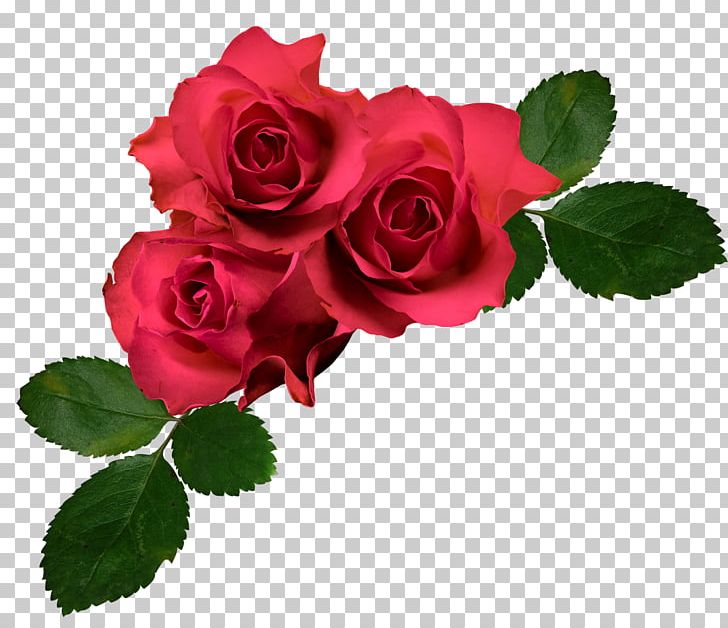Flower Garden Roses PNG, Clipart, Blog, Color, Computer Software, Cut Flowers, Floral Design Free PNG Download