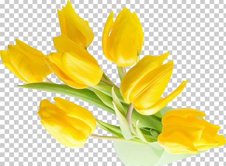 Indira Gandhi Memorial Tulip Garden Flower Yellow Desktop PNG, Clipart, Artificial Flower, Background, Bud, Crocus, Cut Flowers Free PNG Download