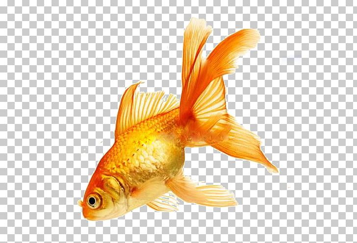 World Goldfish Colours In French Colours In Polish Colours In Welsh PNG, Clipart, Bony Fish, Color, Feeder Fish, Fin, Fish Free PNG Download