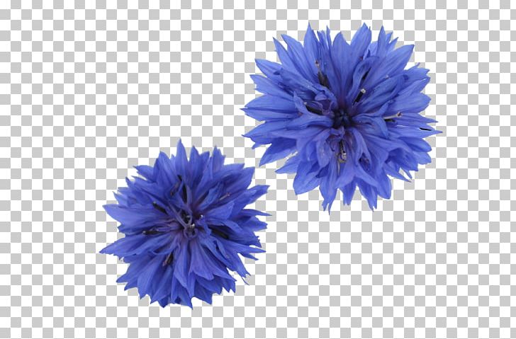 Cornflower Dianthus Cut Flowers Common Sunflower PNG, Clipart, Aster, Blue, Calendula Officinalis, Cobalt Blue, Common Sunflower Free PNG Download