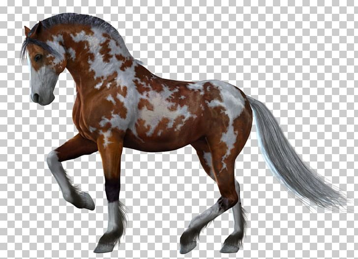 Horse PNG, Clipart, Horse Free PNG Download